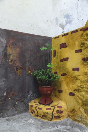 Flowerpot in corner of building