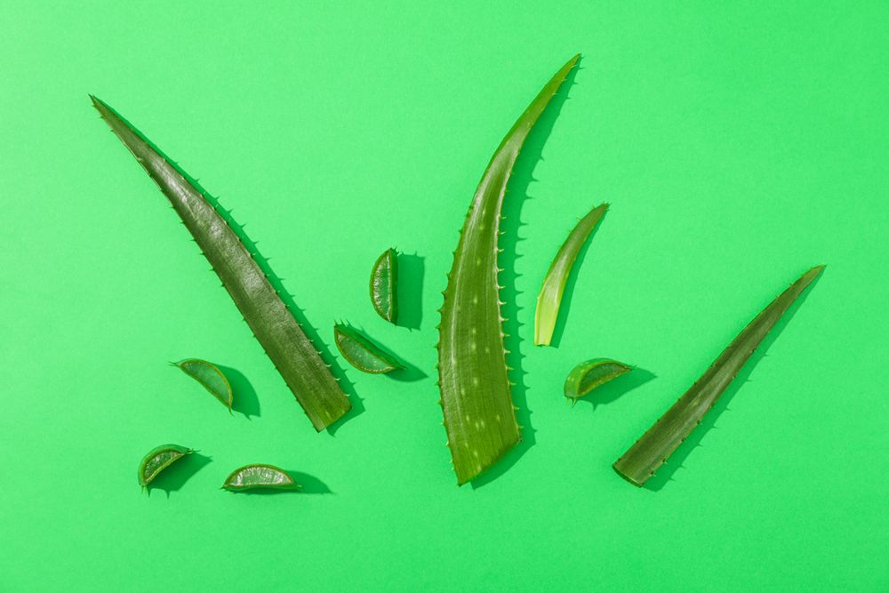 Aloe vera leaves and slices on color background, space for text. Natural treatment