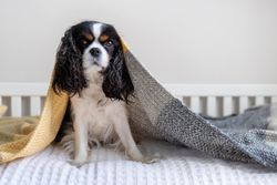 Cavalier Spaniel under a sheet in bed
