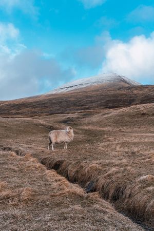 Faroe sheep on pasture