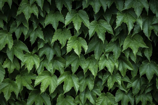 Ivy leaves of climbing plant. Lush green background of nature.