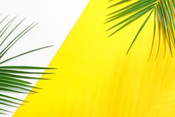 Beautiful palm leaves on two tone background, top view and space for text. Exotic plant