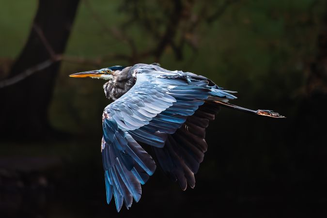 Grey Blue Heron in Beautiful Flight