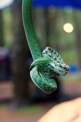 Long-nosed snake shoots dangle above the leaves