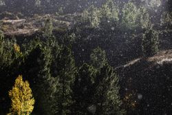 Trees growing near wonderful mountain range in a snowy day