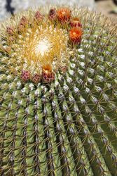 The Biznaga Cactus with Flower Blossom