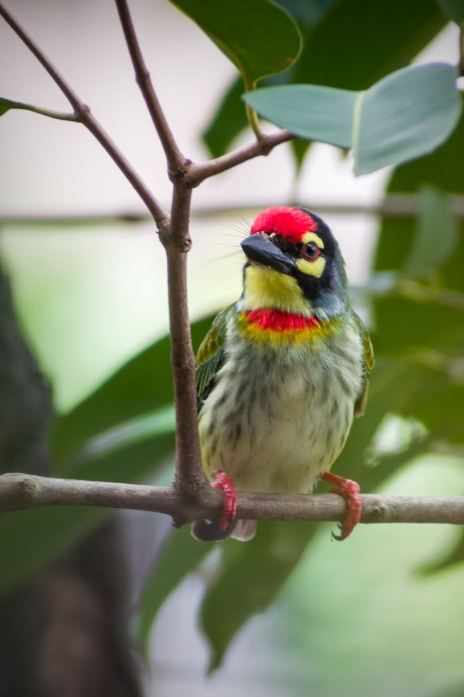 A Coppersmith Barbet sitting on a branch on a tree in Mumbai, India