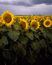 A sunflower field up close, Kansas n56yz0