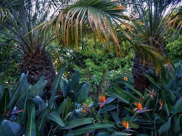 Jungle scene with bird-of-paradise