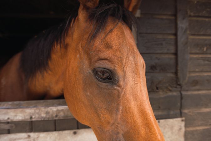 Brown horse in wooden stable