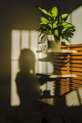 Mysterious woman shadow on a wall near a plant
