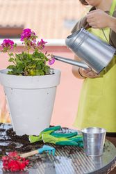 Woman watering pansy flowers on her city patio