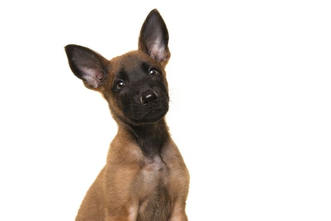 Portrait of a belgian shepherd or Malinois dog puppy looking at the camera in a studio setting