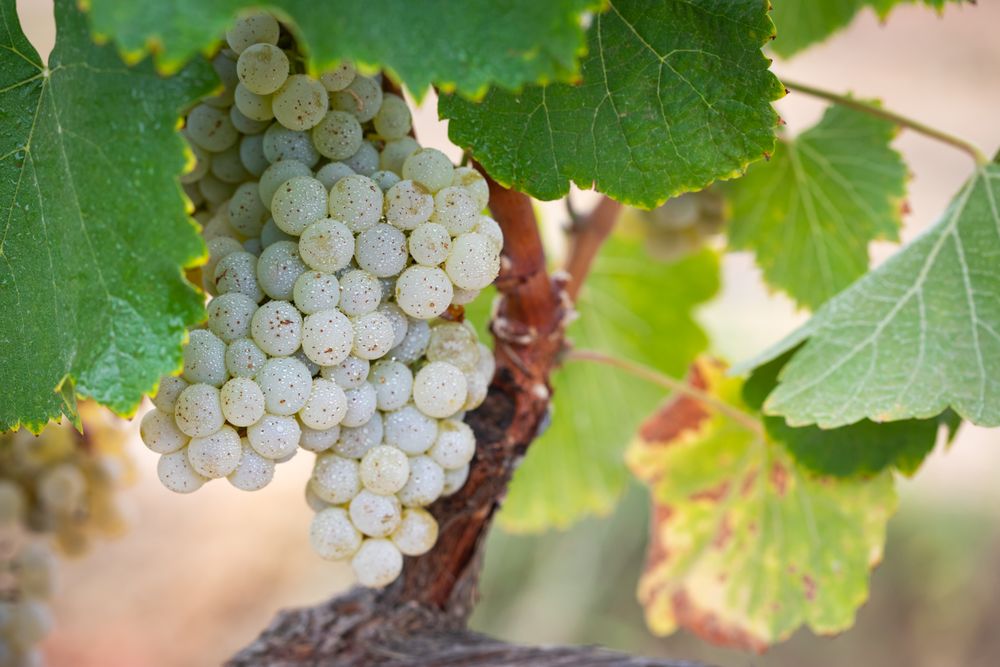 Vineyard with Lush, Ripe Wine Grapes on the Vine Ready for Harvest