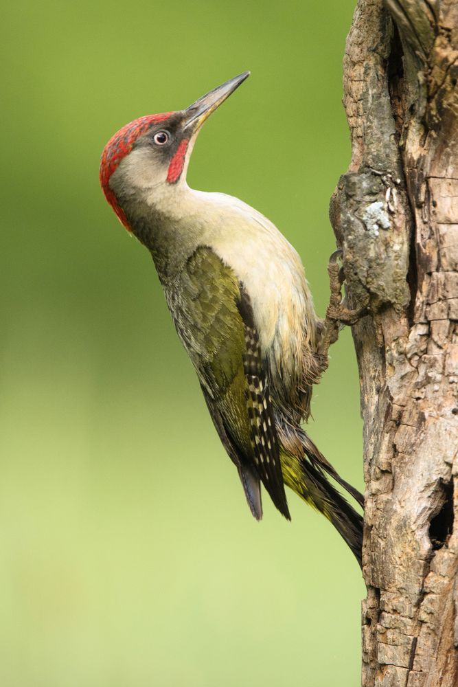 Wonderful green bird on wood