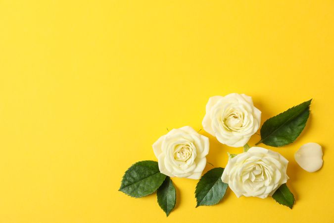 Beautiful roses on yellow background, space for text