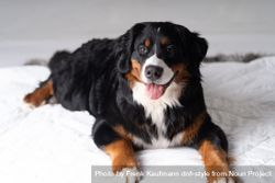 Portrait of cute bernese mountain dog beX8Q6