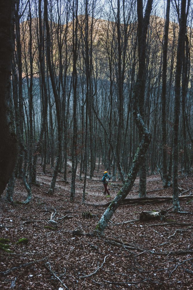 Tourist walking in autumn forest