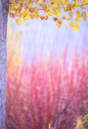 Typha plant in purple light