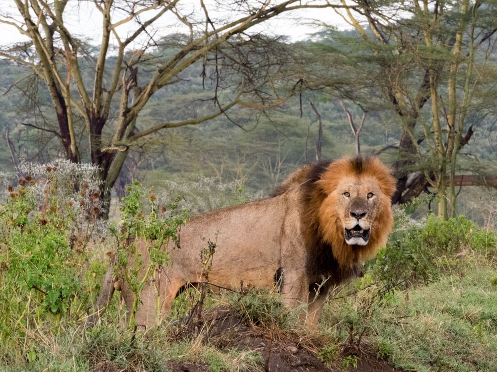 Lion on brown grass field near trees