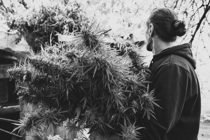 Monochrome shot of man with large marijuana plant