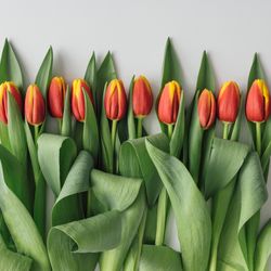 Row of tulips on light background