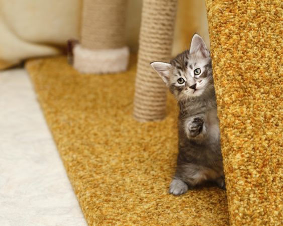 Adorable small kitten sitting up with carpeted scratcher