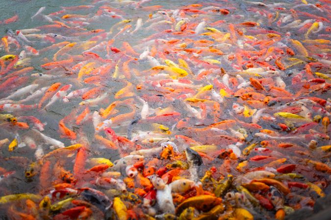Koi carf fish in lake