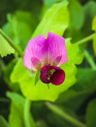 Blooming field pea plant with red flower