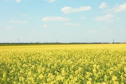 Beautiful rapeseed field. Amazing spring nature. Photo outdoor