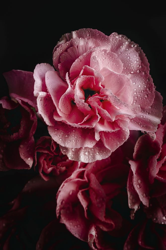 bouquet of pink carnations flowers