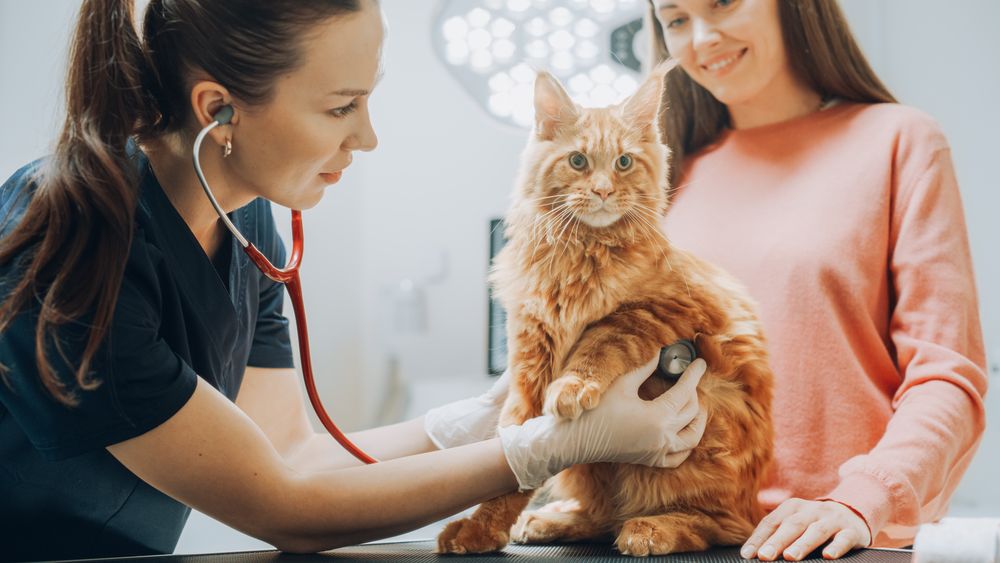 Female Veterinarian Inspecting a Pet Maine Coon with a Stethoscope on an Examination Table.