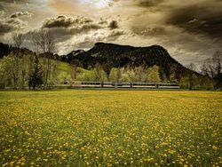 Train crossing dandelion field, Saanen, Switzerland