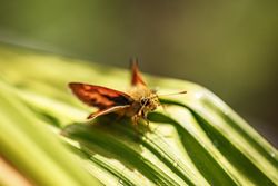 Close up of face of butterfly