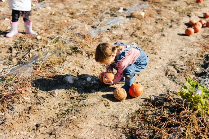 Child in denim overalls collecting pumpkins in yard