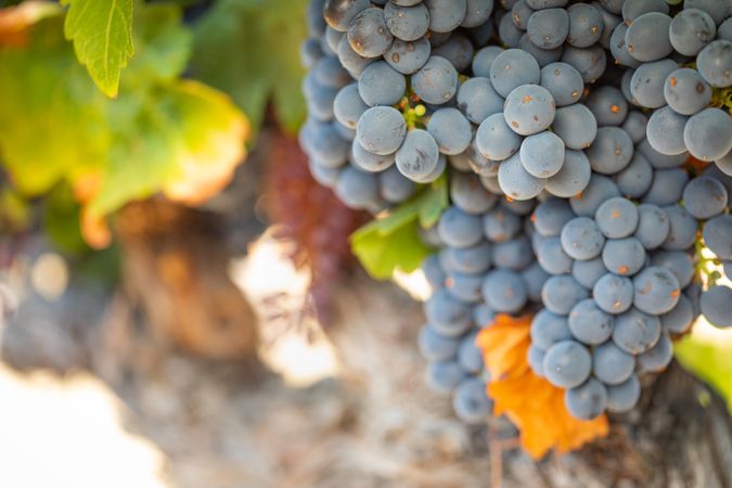 Vineyard with Lush, Ripe Wine Grapes on the Vine Ready for Harvest