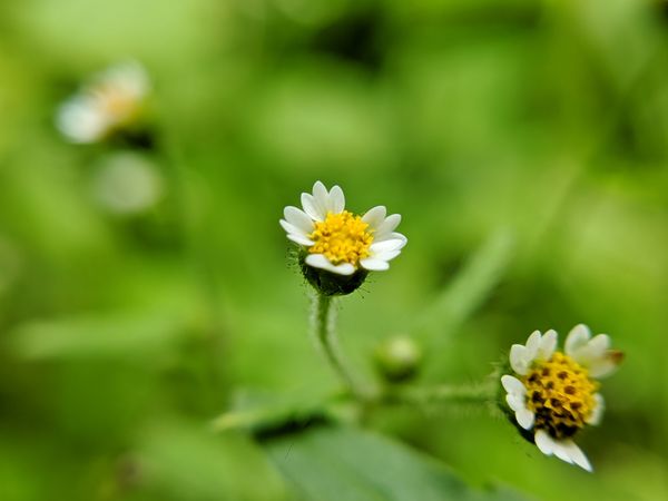 flowers in the morning with nature background