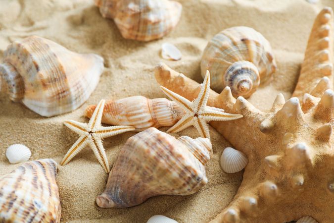 Many seashells and starfish on sea sand, closeup. Summer vacation backdrop
