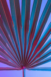 Palm leaf lit in bold neon  colors, on gradient blue to pink background