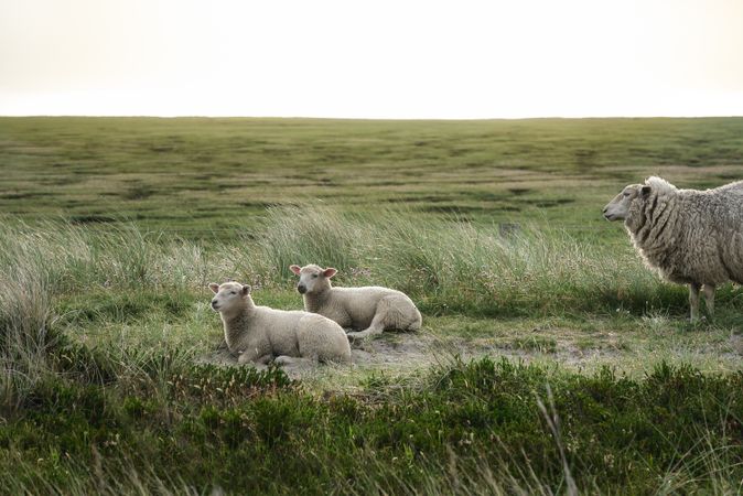 Two lambs and sheep resting in a lush meadow