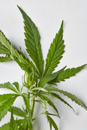 Close up of cannabis leaves on light grey background