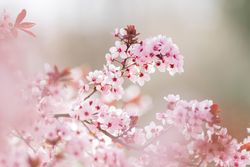 Blooming cherry tree branch in countryside