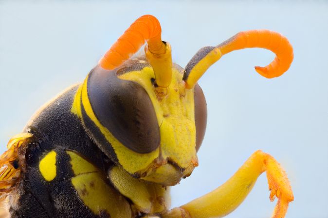 Yellow cute magnified wasp with orange antennae and dark eyes