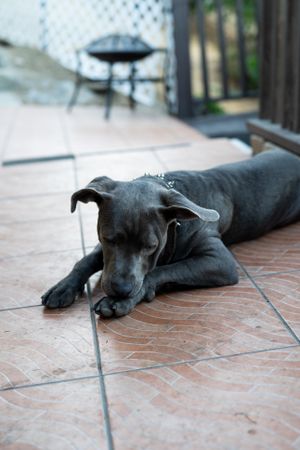 Grey pit bull mix dog resting outside on patio