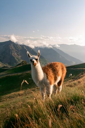 brown llama grazing on grass in mountains