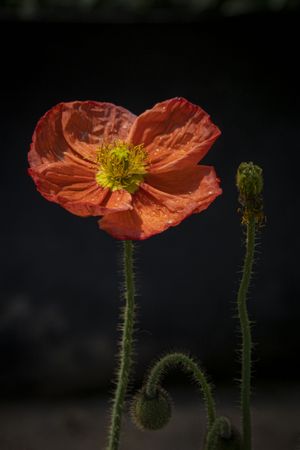 Copake, New York - May 19, 2022: Single poppy, vertical composition