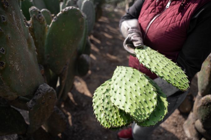 An adult woman is harvesting nopal and carrying them with protective gloves. Close up