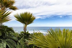 Hawaii plants on shoreline
