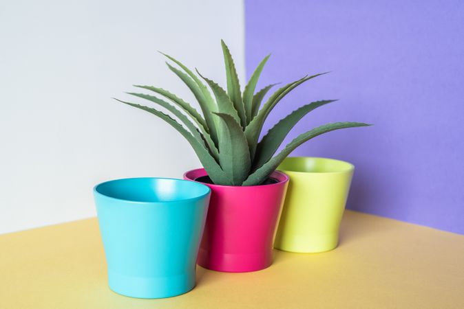 Aloe vera plant and multicolor vases