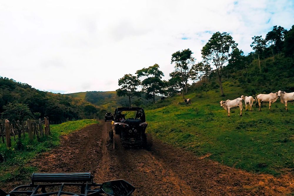 ATV on dirt road near light goats